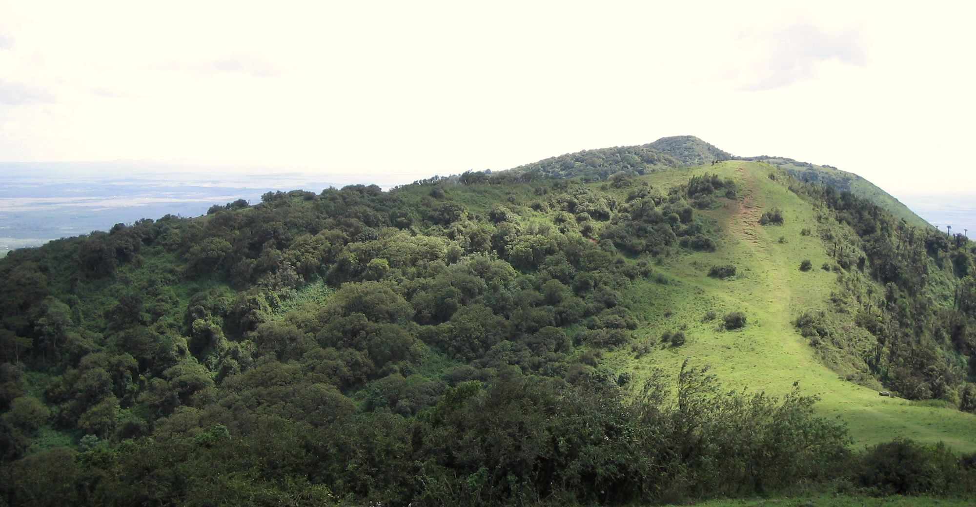 The forested ridge of the Ngong Hills